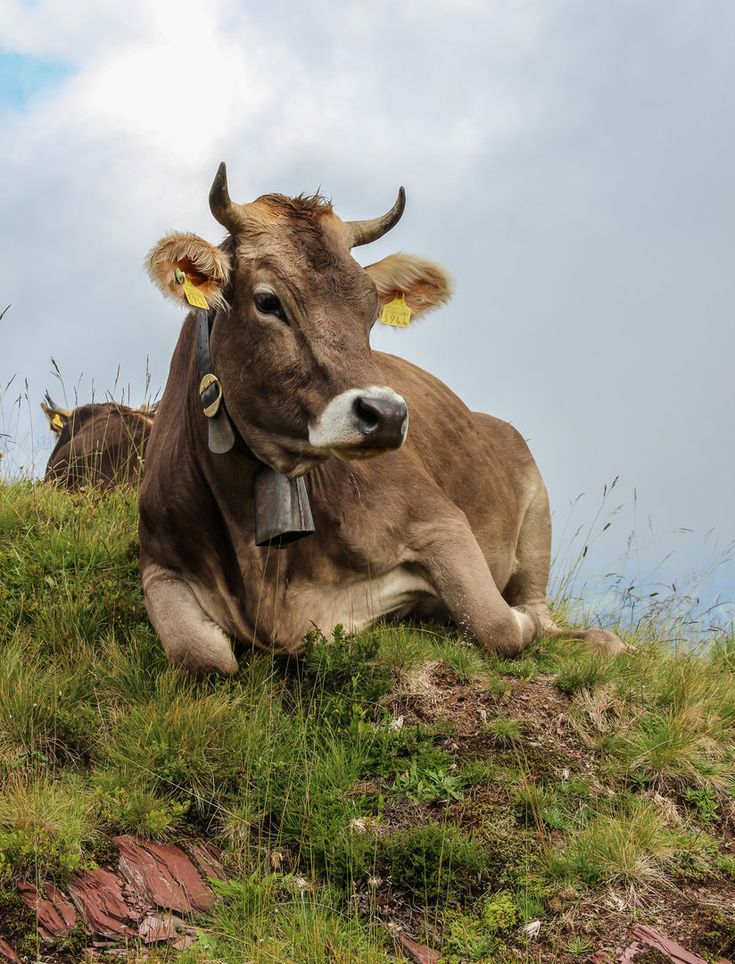 a brown cow laying on top of a grass covered hill