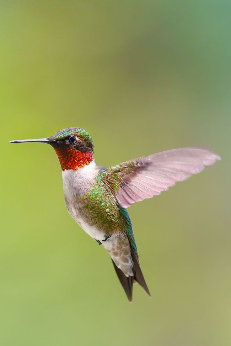 a hummingbird is flying in the air with its wings spread out and it's beak