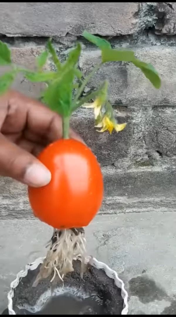 a hand is holding an orange ball in front of a plant