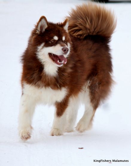 a brown and white dog running in the snow with it's mouth wide open