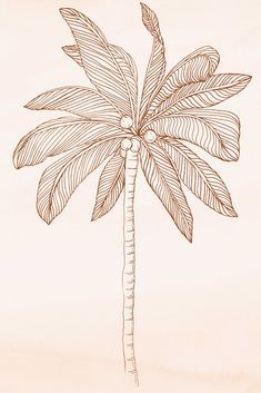 a drawing of a palm tree on a light colored background with the leaves drawn in pencil