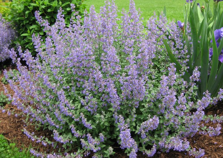 purple flowers are blooming in the garden