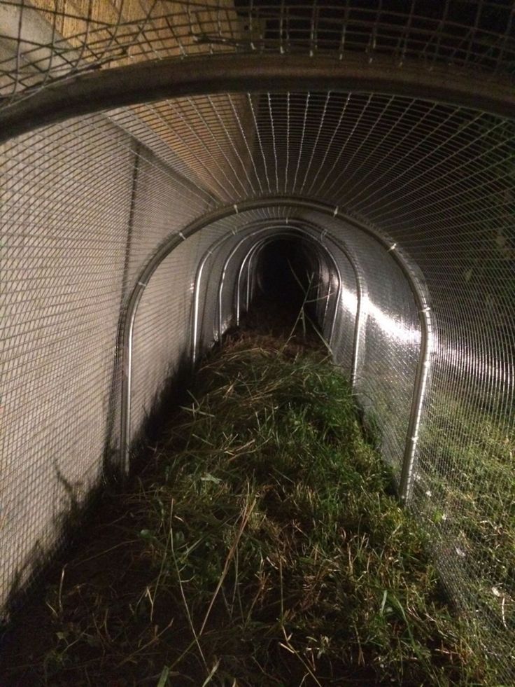 the inside of a tunnel that has grass growing in it and metal fencing around it