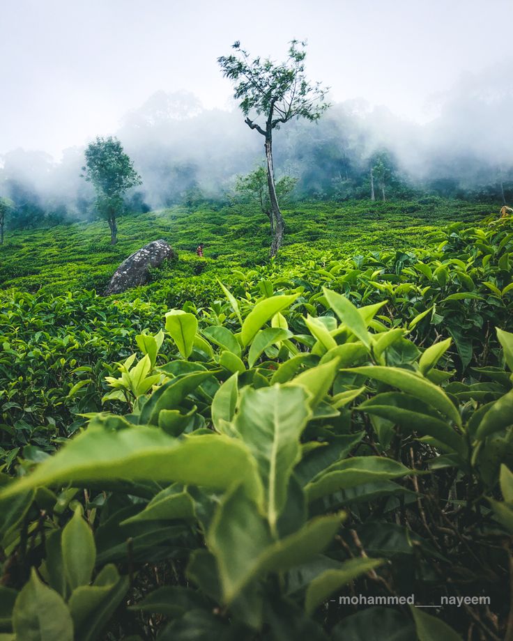 the tea plants are growing in the foggy field