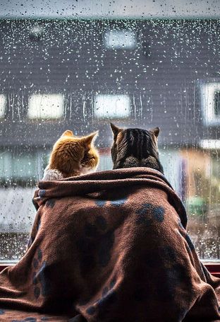 a cat sitting on top of a dog wrapped in a blanket looking out the window