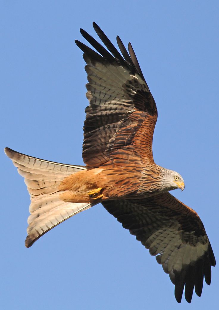 a large bird flying through the blue sky