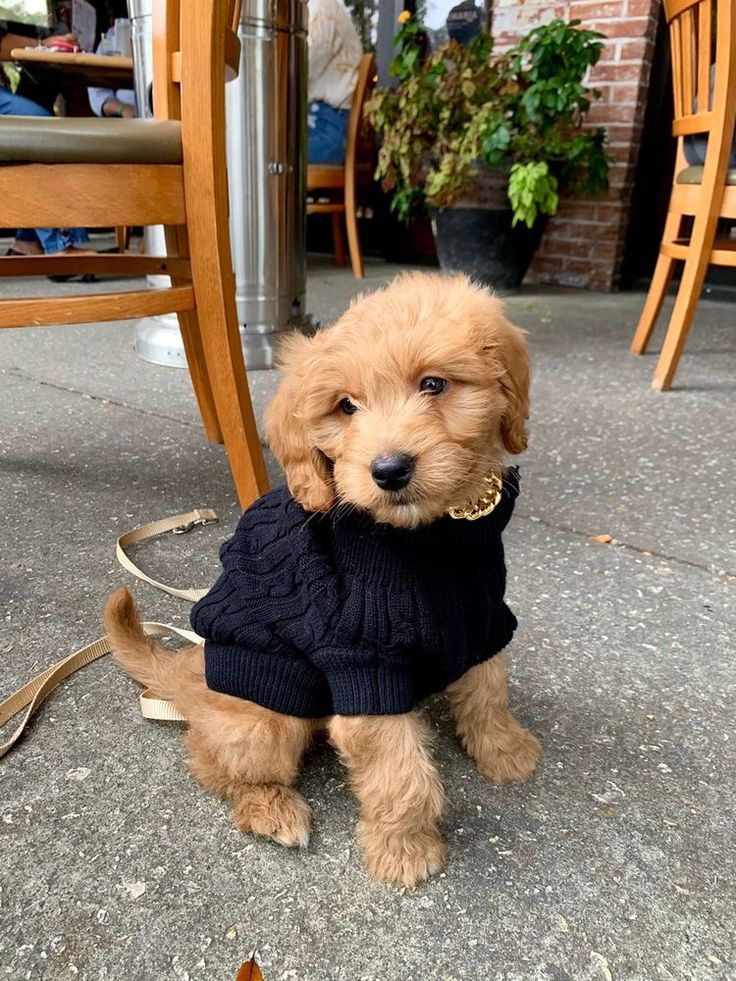 a small brown dog wearing a black sweater sitting on the ground next to a wooden chair