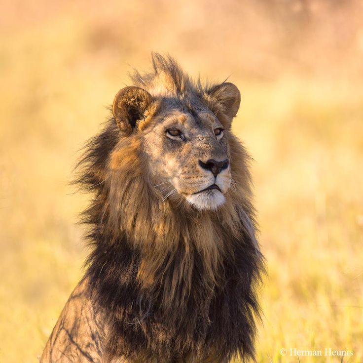 a close up of a lion in a field