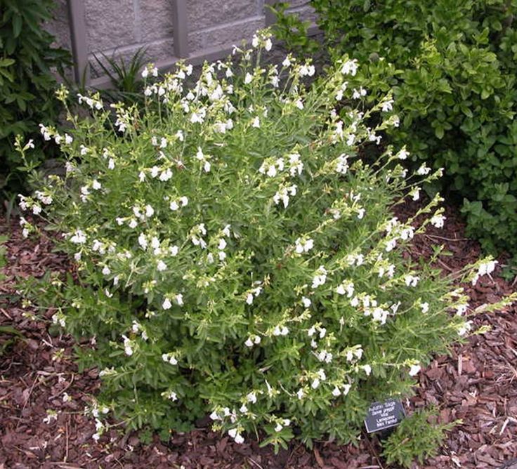 a bush with white flowers in the middle of some mulchy grass and shrubbery