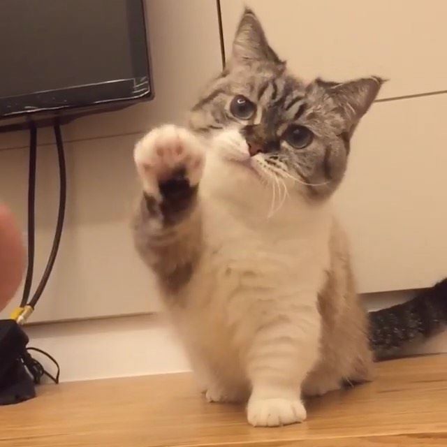 a grey and white cat standing on its hind legs with it's paw in the air