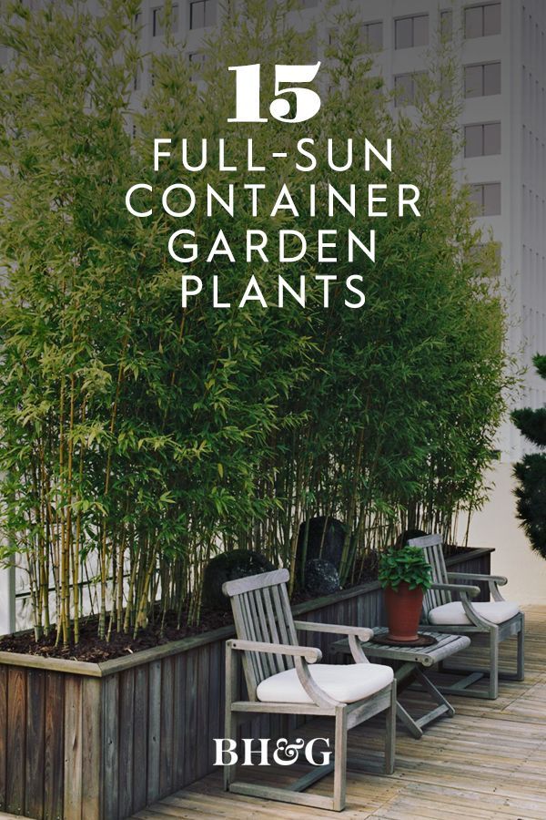 some chairs and plants on a deck with the words 15 full - sun container garden plants