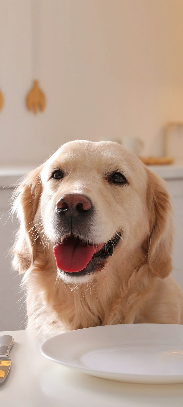 a close up of a dog sitting at a table with a plate and fork in front of it