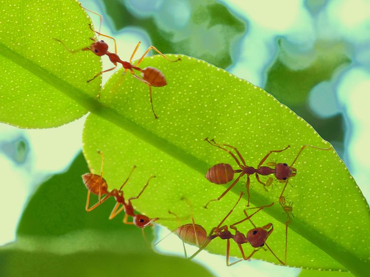 four red ants standing on top of a green leaf