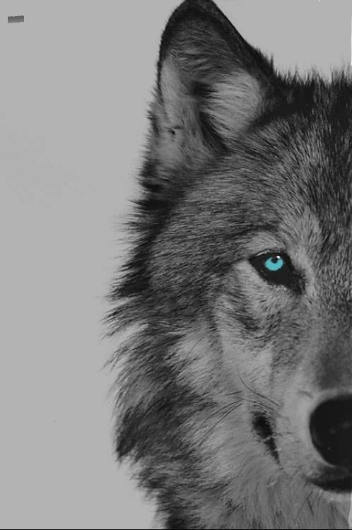 a wolf with blue eyes stares into the camera