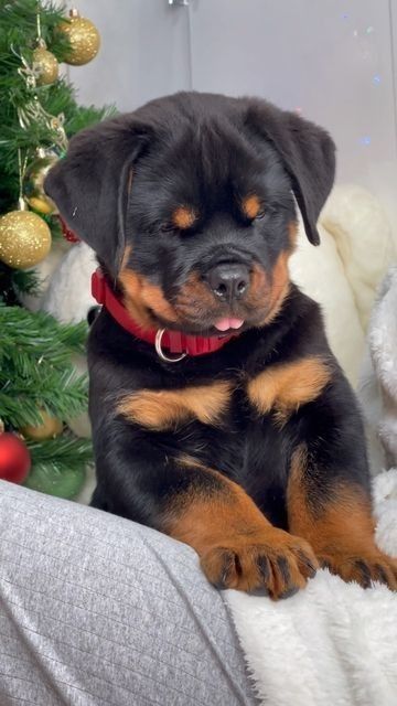 a black and brown dog sitting next to a christmas tree