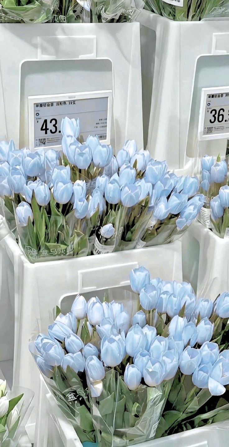 blue tulips are displayed in vases for sale