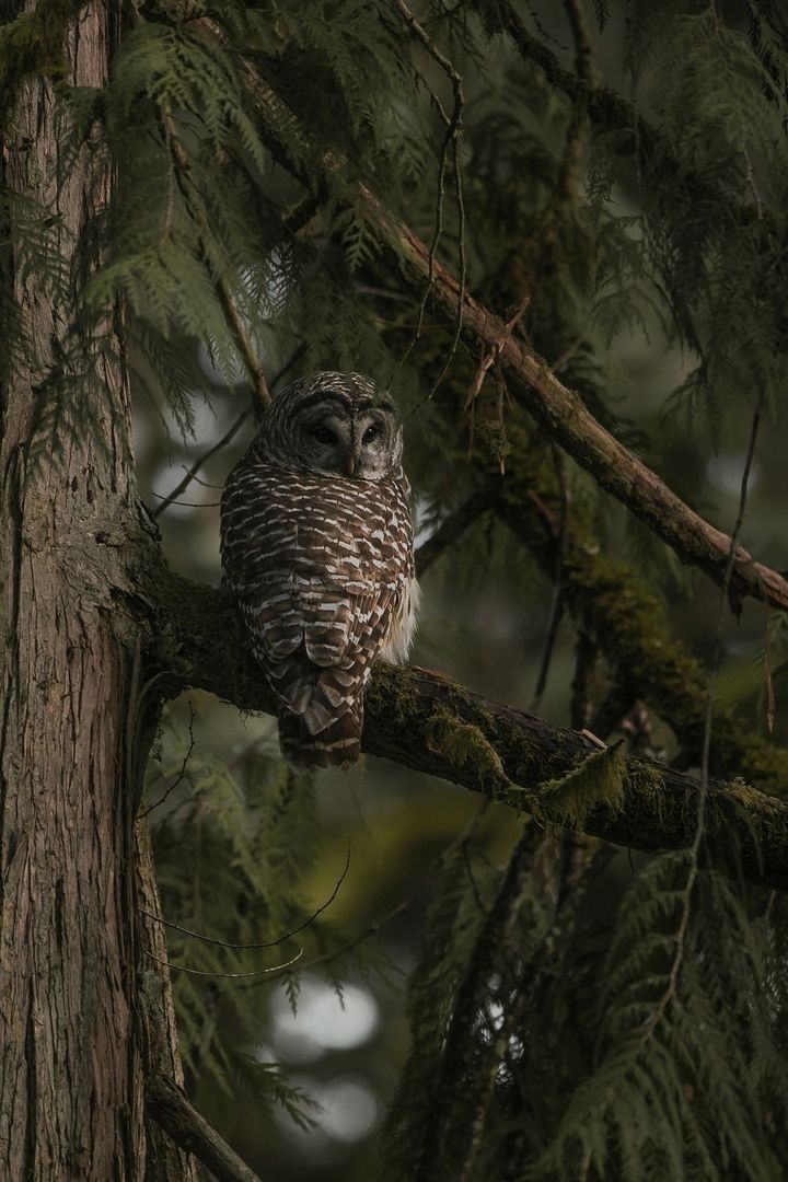 an owl sitting on top of a tree branch