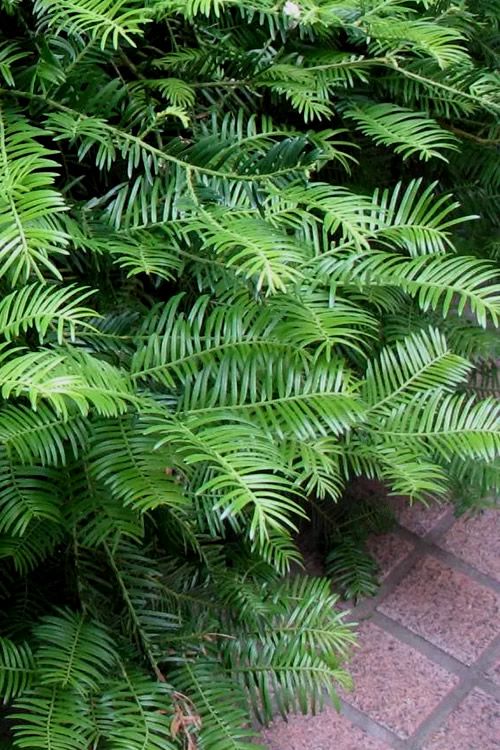 green leaves on the side of a brick road