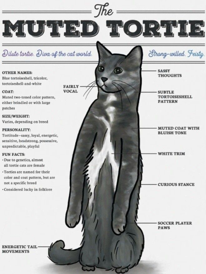 the anatomy of a cat's body and its features