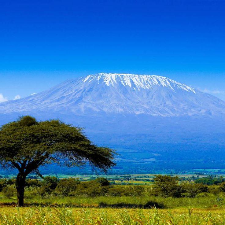 a lone tree in the foreground with a large mountain in the distance behind it