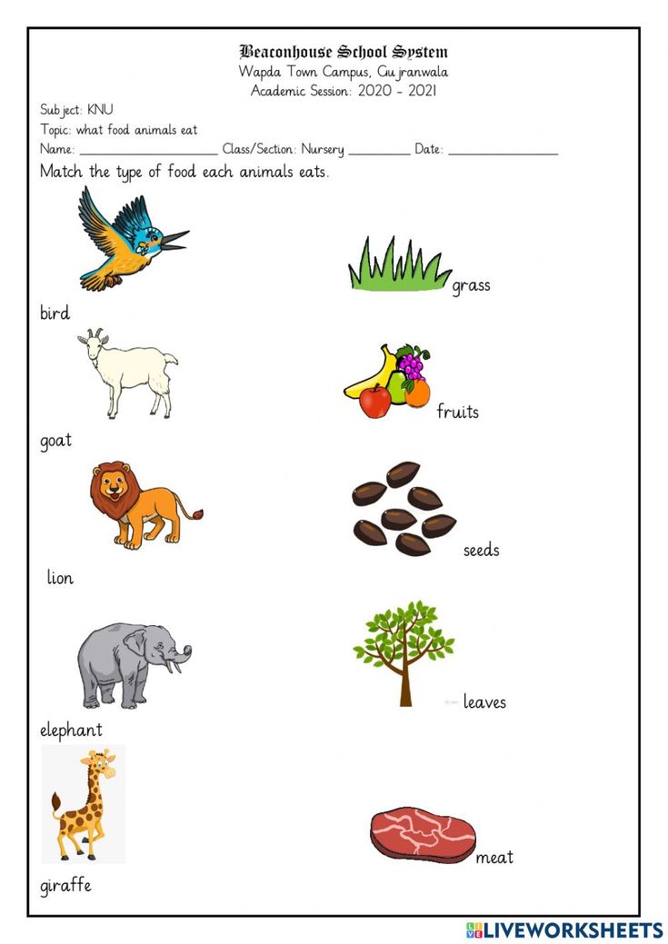 worksheet showing the different animals and plants in each part of the word, which is