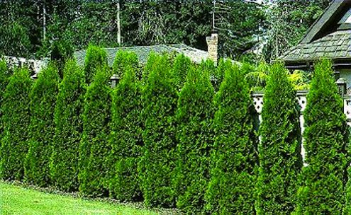 a large green hedge next to a house