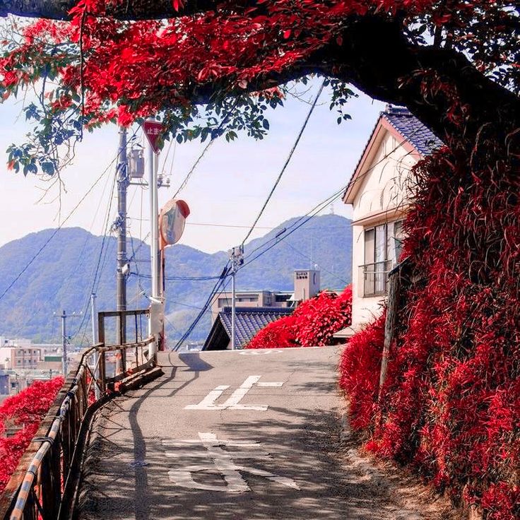 red flowers are growing on the side of a road in front of houses and mountains