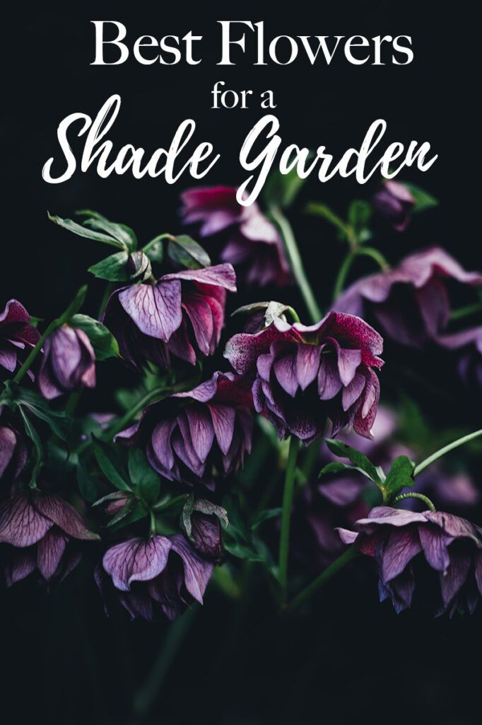 purple flowers with text overlay that reads best flowers for shade garden, on a black background