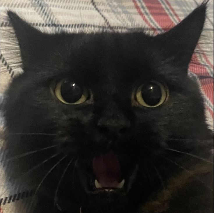 a black cat with it's mouth open on a plaid bed sheet, looking at the camera