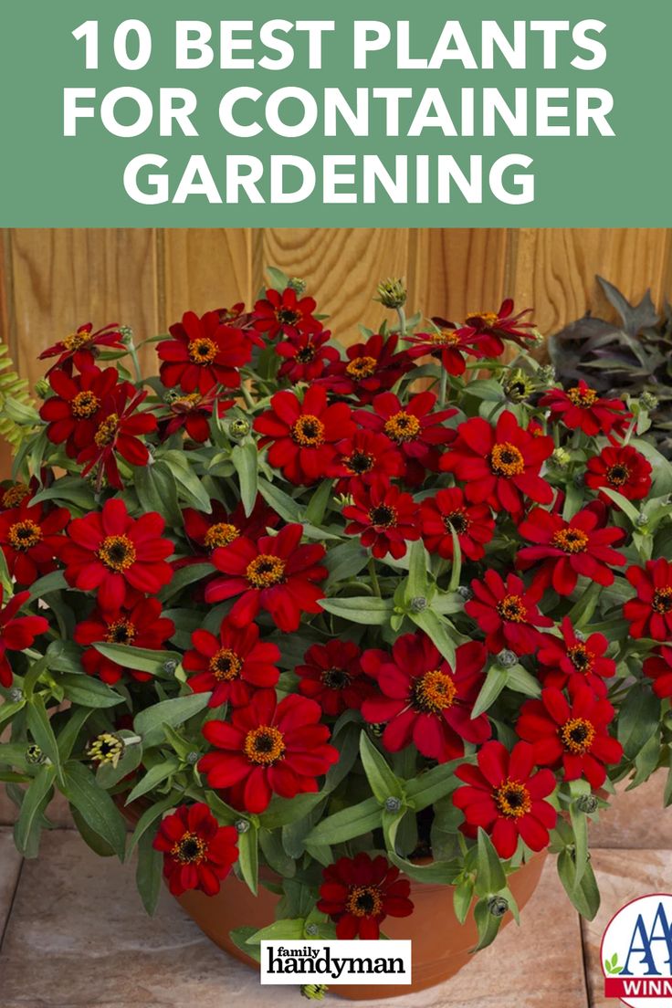 red flowers in a pot with text overlay that reads 10 best plants for container gardening