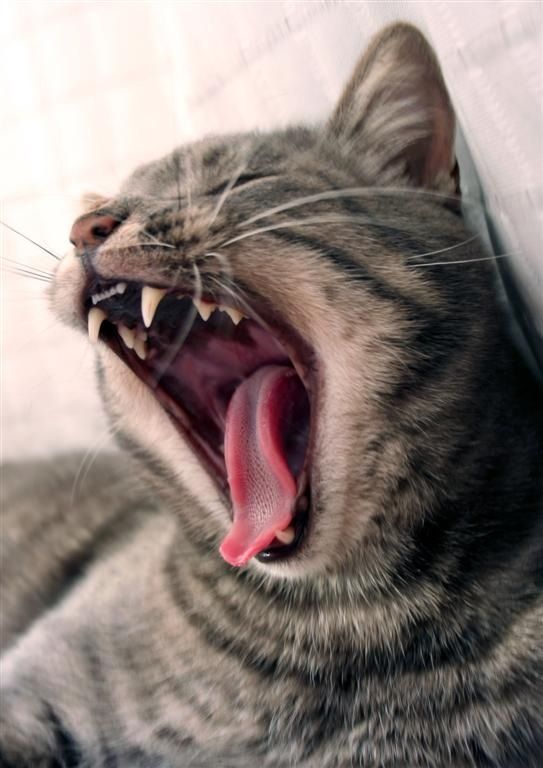 a cat with its mouth open and it's teeth wide open