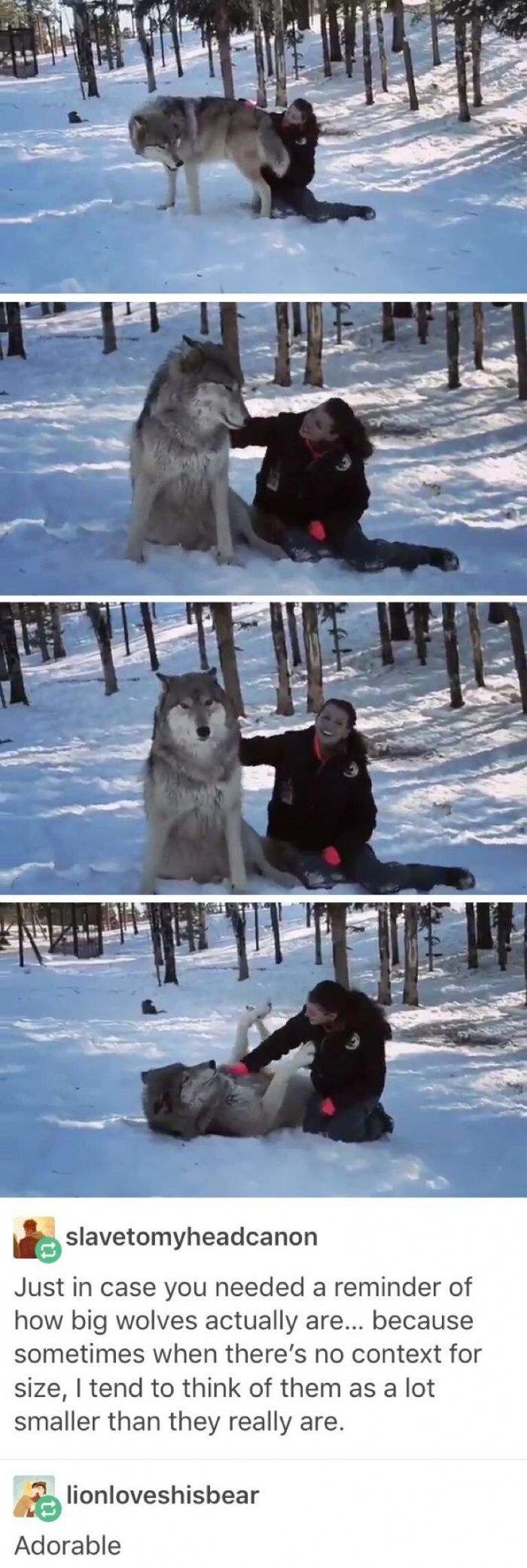 two dogs playing in the snow with each other and one dog has his head on another dog's back