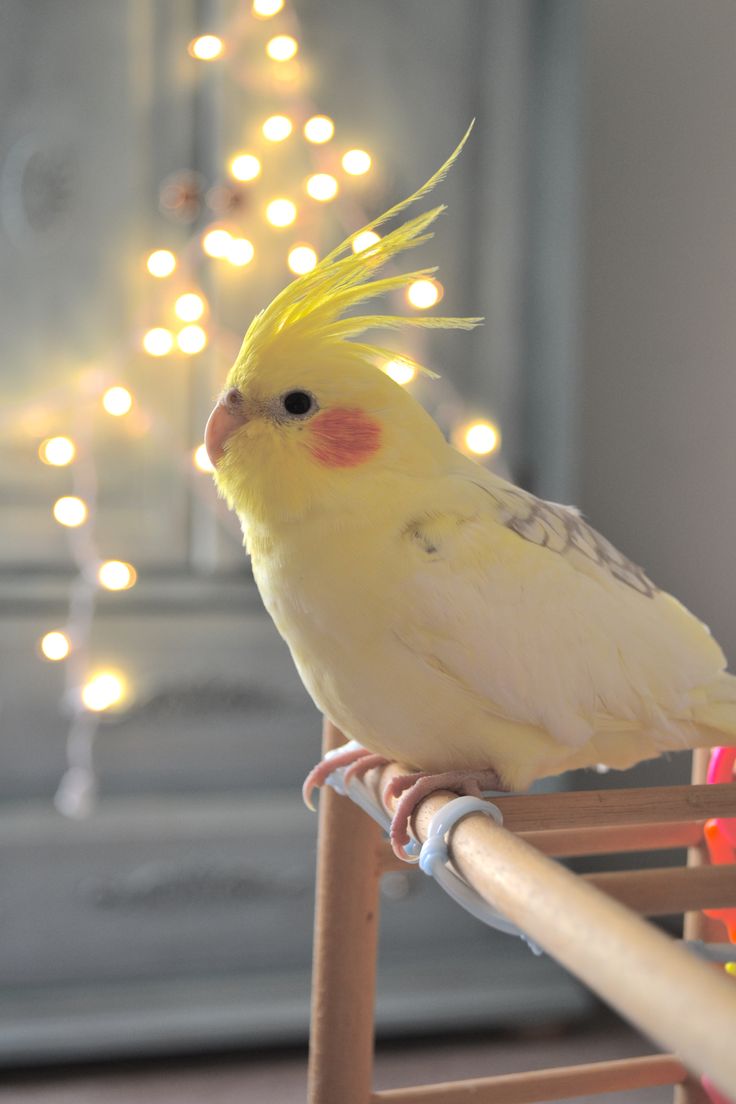 a yellow and white bird sitting on top of a wooden chair next to a christmas tree