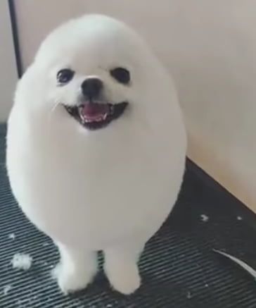 a small white dog standing on top of a floor