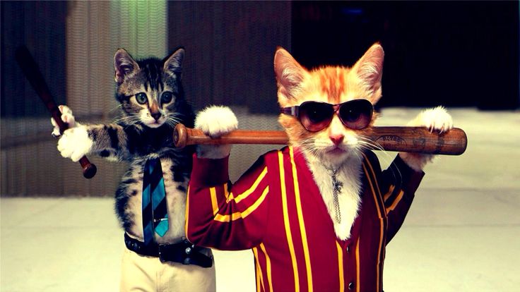 two cats are wearing sunglasses and one is holding a baseball bat