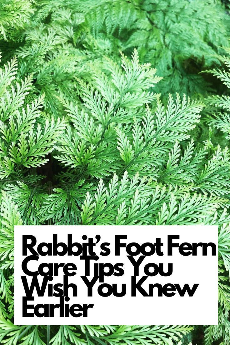 Discover the care tips for Rabbit's Foot Fern that you wish you knew earlier!  Unlock the secrets to thriving Rabbit's Foot Fern plants with our expert advice. From watering techniques to ideal lighting conditions, we've got you covered! Dive into the world of Rabbit's Foot Fern care and watch your plants flourish like never before. Don't miss out on these valuable tips - transform your indoor space with lush, green Rabbit's Foot Fern plants!  IG Photo by: shoots_flowers Fern Care Indoor, Rabbit Foot Fern, Fern Care, Indoor Ferns, Fern Plants, Ferns Care, Green Rabbit, Rabbits Foot, Beautiful Terrariums