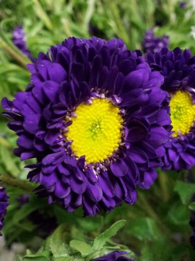 three purple flowers with yellow center surrounded by green leaves