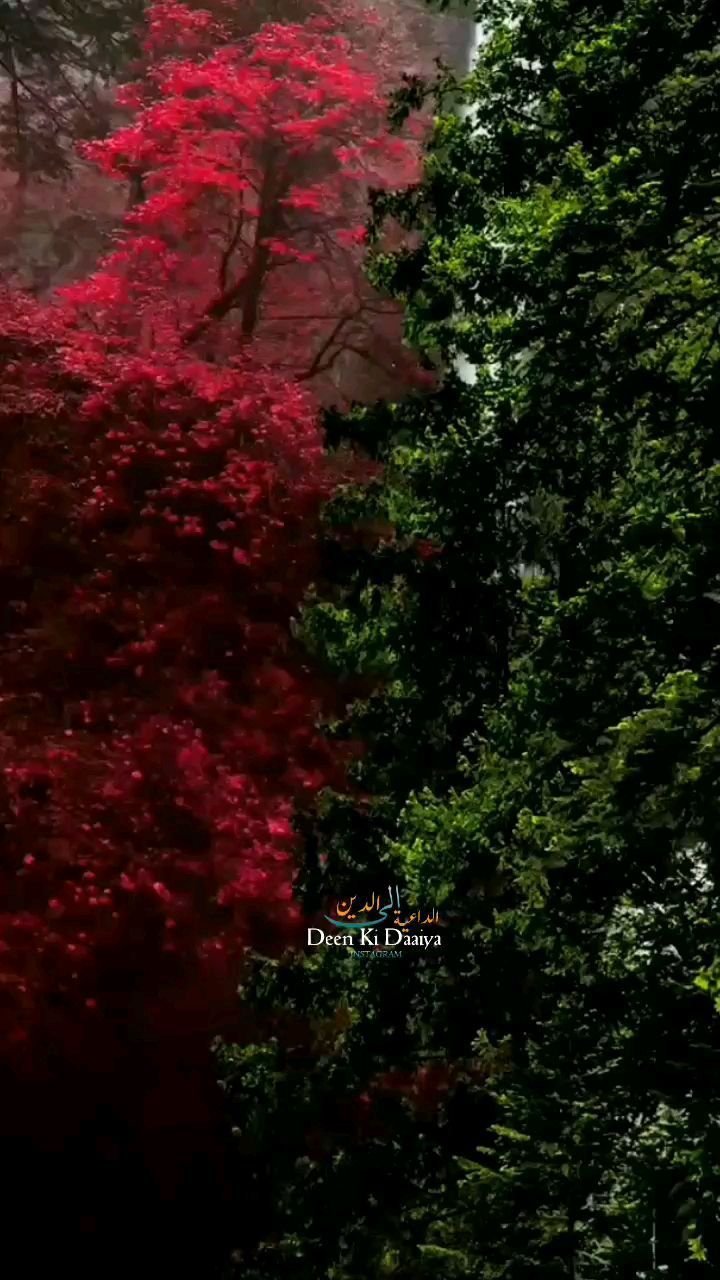 two trees with red leaves on them in the rain and foggy sky behind them