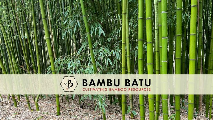 Bambu Batu | Cultivating Bamboo Resources