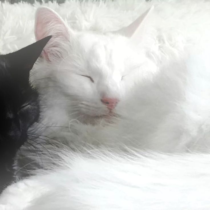 two black and white cats laying next to each other on a fluffy blanket, one with its eyes closed