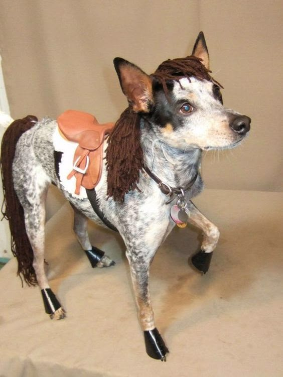 a small dog with boots and a saddle on it's back standing in front of a white backdrop