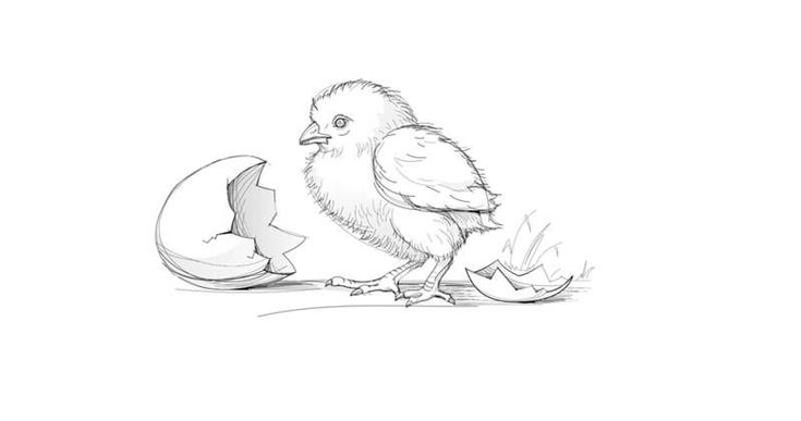 a drawing of a chicken hatched in half with an egg shell on the ground