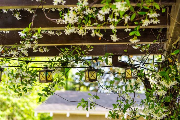 the lights are hanging from the pergolated area in the yard, which is covered with white flowers