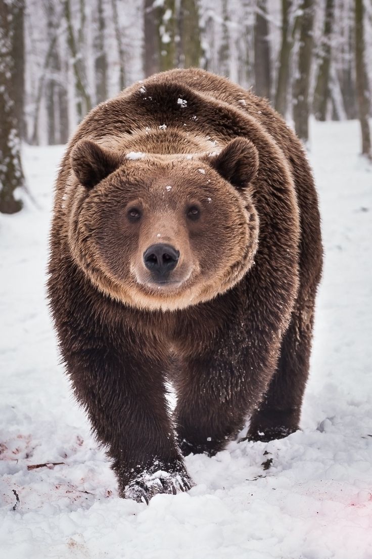 a large brown bear walking through the snow