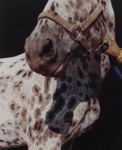 a dalmatian dog is being groomed by its owner in front of a black background