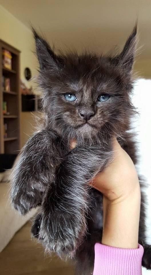 a person holding a cat in their hand and looking at the camera with blue eyes