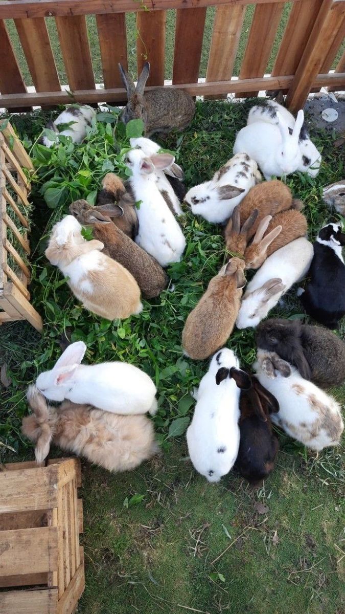 many rabbits are laying in the grass together