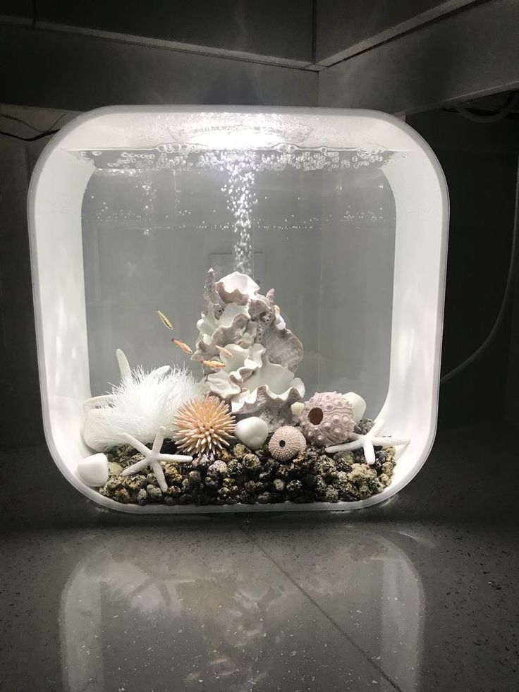 an aquarium filled with sea shells and other marine life on top of a gray counter