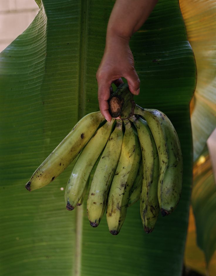 a person holding a bunch of bananas in their hand