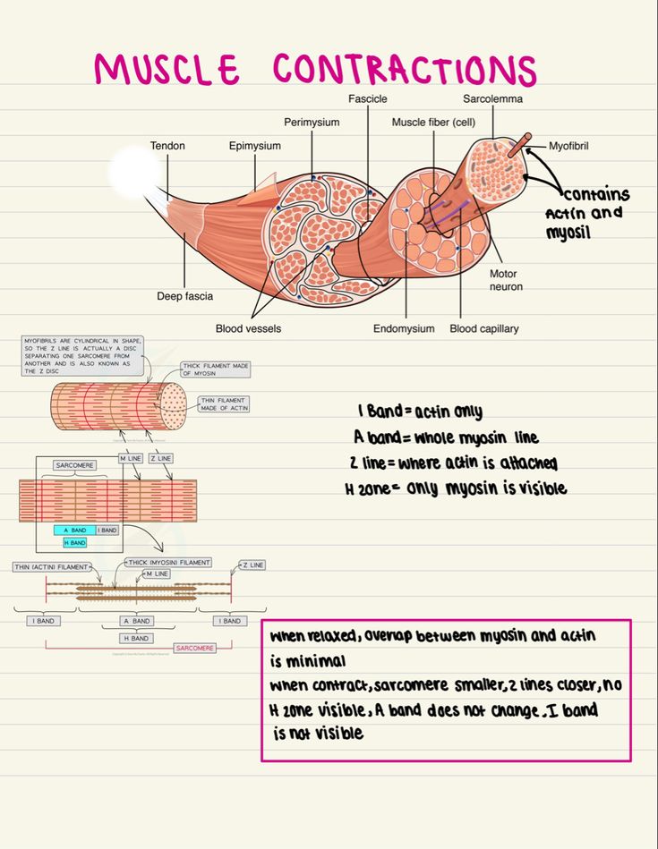 Physiology Of Muscle Contraction, Sliding Filament Theory Model, Sliding Filament Theory, A Level Biology, Motor Neuron, Muscle Contraction, Nursing School Essential, Study Flashcards, Medical Student Study